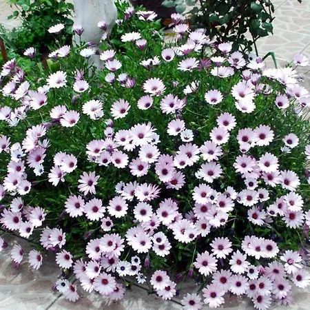 Akasya (adults Only) Hotel