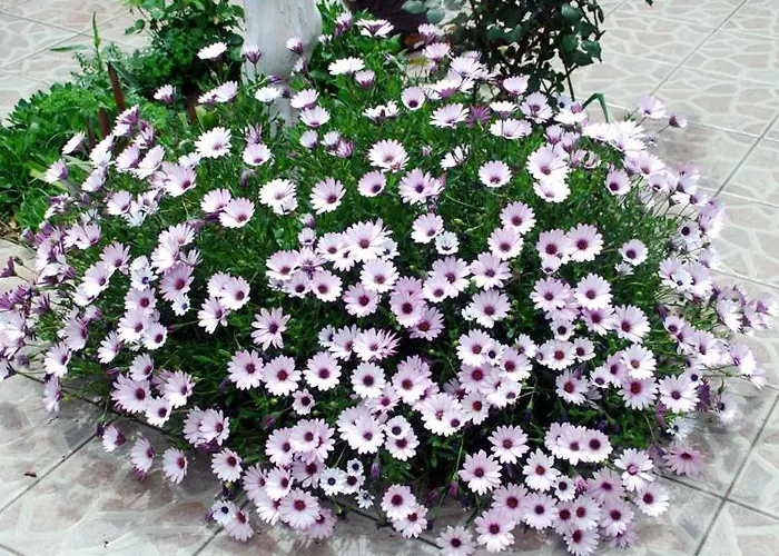 Akasya (adults Only) Ξενοδοχείο