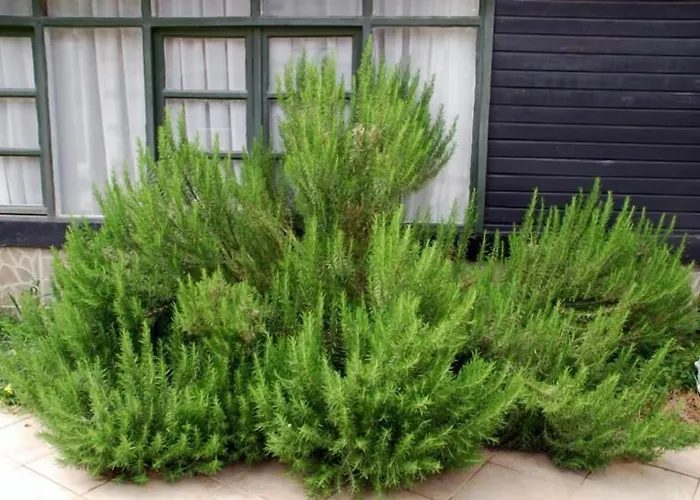 Akasya (adults Only) Ξενοδοχείο Σιντέ