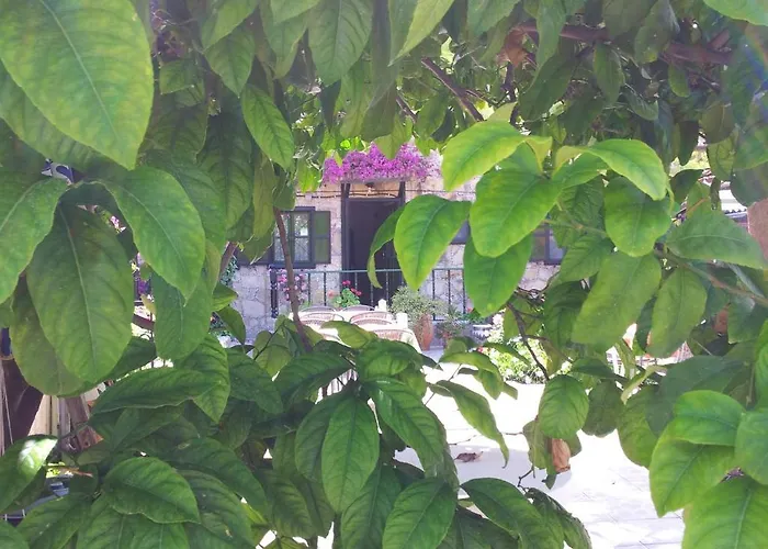 Akasya (adults Only) * Σιντέ