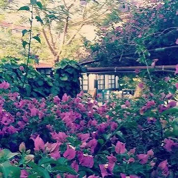 Akasya (adults Only) *