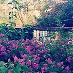 Akasya (adults Only) *