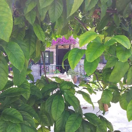 Akasya (adults Only) * 锡德